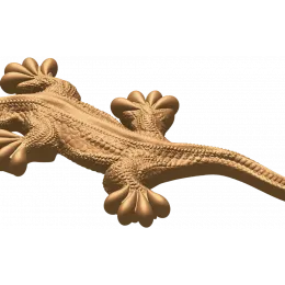 Геккон Грация